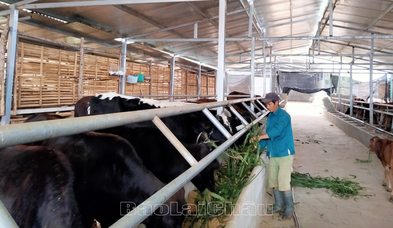 Chăn nuôi tập trung có đầu tư đang là hướng đi được nhiều hộ dân của huyện Tân Uyên lựa chọn.